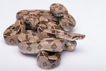 reptiles on white background