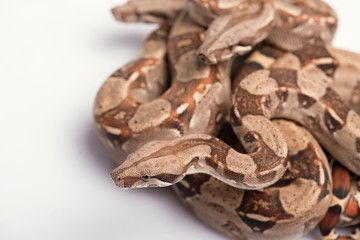 reptiles on white background