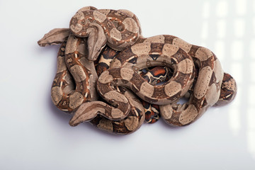 reptiles on white background