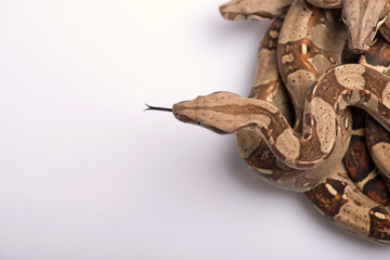 reptiles on white background
