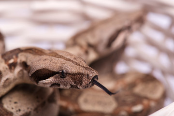 reptiles on white background