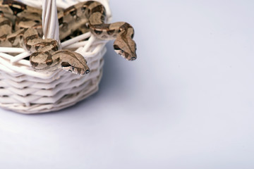reptiles on white background