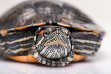 Obraz premium reptiles on white background