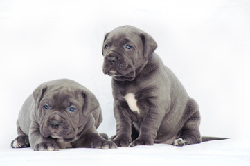 Grey cane corso puppies