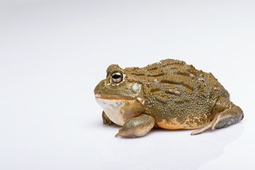 reptiles on white background