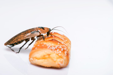 Madagascar hissing cockroach on white background
