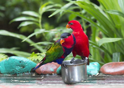 Пара попугаев Лори