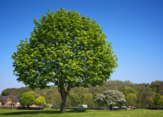 Green tree in the park