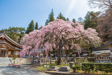Rakuouzakura Cherry Blossom