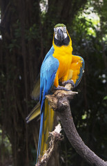 Попугай сине-желтый Ара.