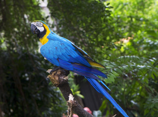Попугай сине-желтый Ара.