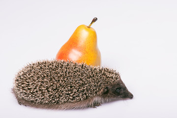 hedgehog on white background