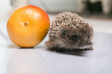 hedgehog on white background