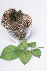 hedgehog on white background