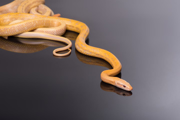 Yellow Rat Snake on black background