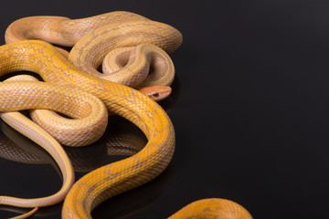 Fototapeta premium Yellow Rat Snake on black background