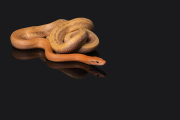 Yellow Rat Snake on black background