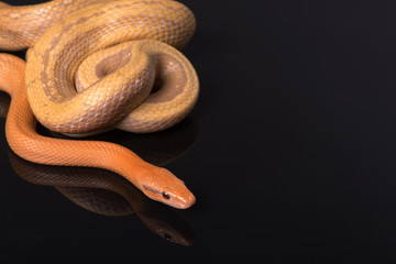 Yellow Rat Snake on black background