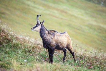Mountain goat, Chamois