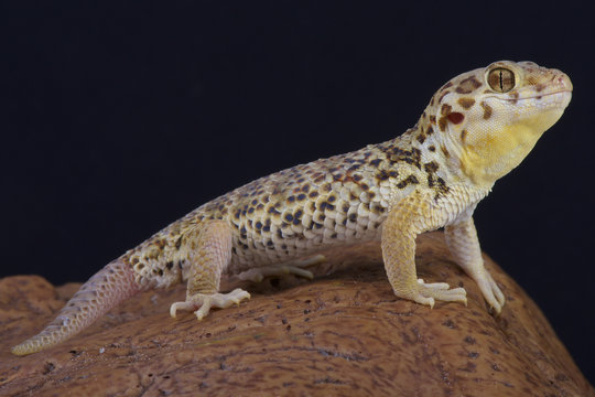 Frog-eyed gecko / Teratoscincus roborowski