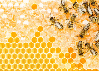 Working bees - obrazy, fototapety, plakaty