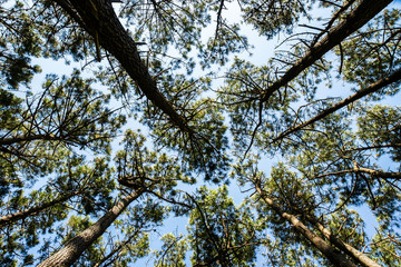 Pin des Landes
