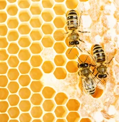 Fotobehang Working bees © gertrudda