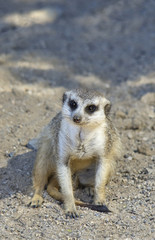 Naklejka na ściany i meble Close up portrait of meerkat which is sitting in the sand