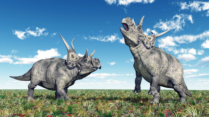 Fototapeta premium Dinosaur Diabloceratops