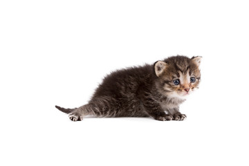 Image of sad tabby kitten, isolated on white