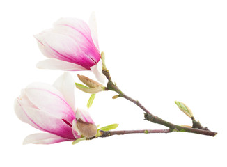Blossoming pink  magnolia tree Flowers