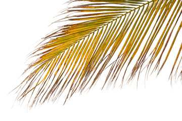 palme de cocotier sur fond blanc