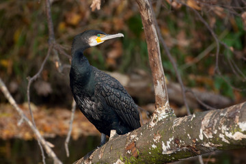 Kormoran