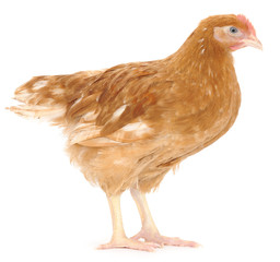 brown hen