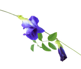 Butterfly Pea isolated on white background