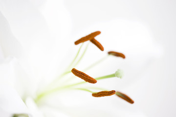 カサブランカの花