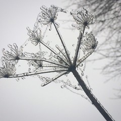 Winterblume in Eis