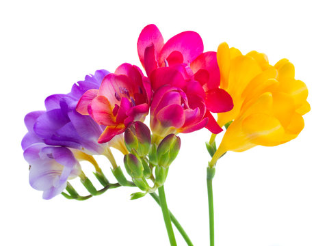 Fototapeta blue, pink and yellow freesia  flowers