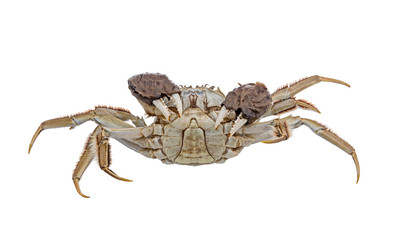 Hairy crabs Raised claws Isolated on white
