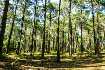 Forêt landaise