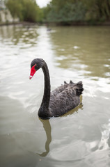 black swan