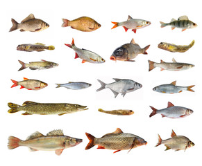 species of river fish