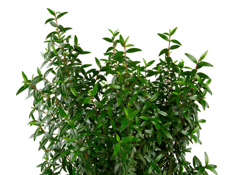 myrtle isolated on white