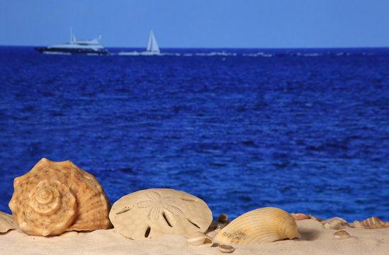 Sea shells on the sandy beach