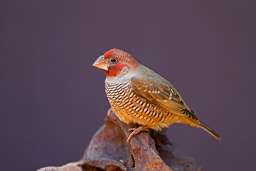 Red-Headed Finch perched on rock; Amadina erythrocephala