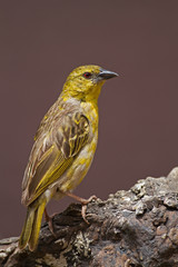 Obraz premium Non-breeding Southern Masked-Weaver; Ploceus velatus