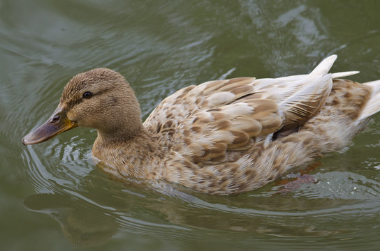 Beautiful Duck swimming and resting in the lake