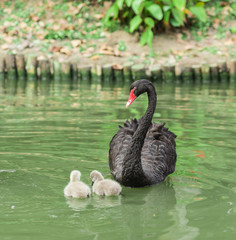 black swan mum and her babies