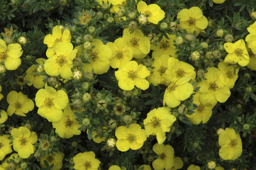 Potentille, Potentilla fruticosa, Variété Kobold