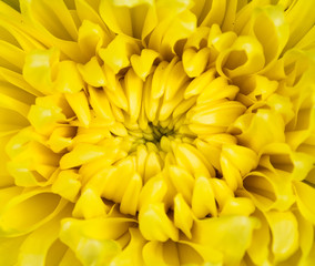 Fototapeta premium close up of yellow chrysanthemum